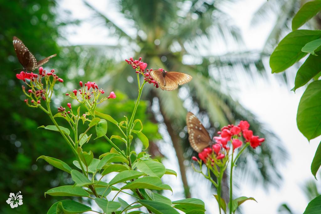 Seaflower Bungalows スリタヌ エクステリア 写真