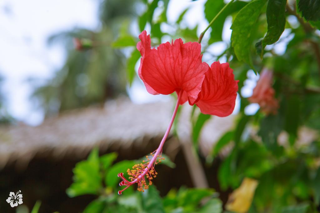 Seaflower Bungalows スリタヌ エクステリア 写真